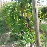 Le Rondini