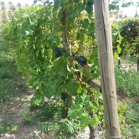 Le Rondini