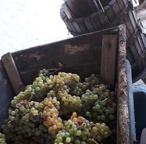 팜스테이 Le Rondini 몬테코사로